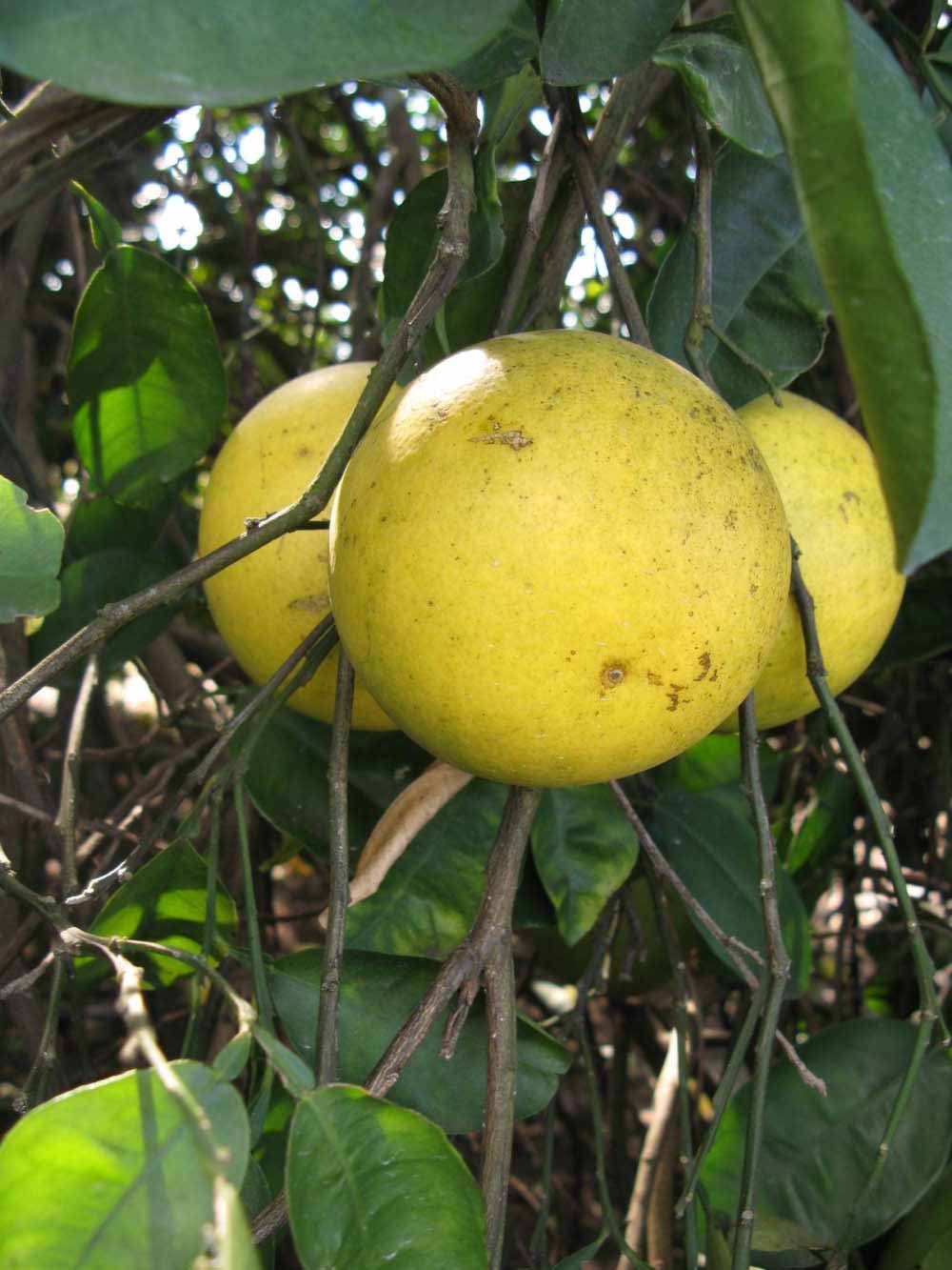              Fruit (Winter Haven, FL)       